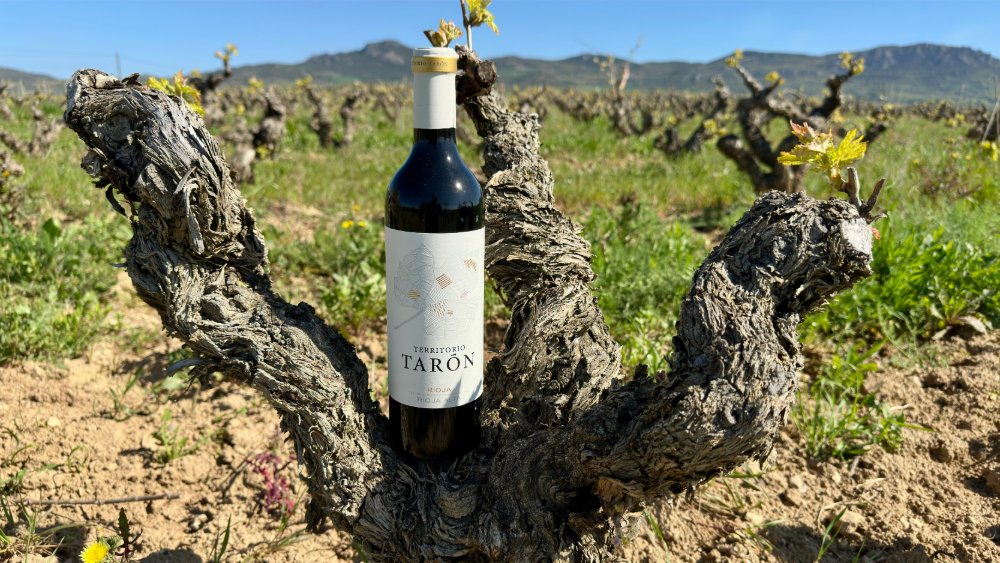 Territorio Tarón 2019 obtiene 95 puntos en el concurso de vinos IWSC, uno de los más influyentes del mundo